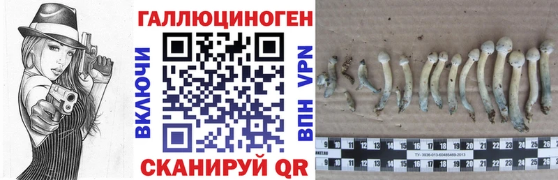 Псилоцибиновые грибы Psilocybe  как найти наркотики  Рыльск 